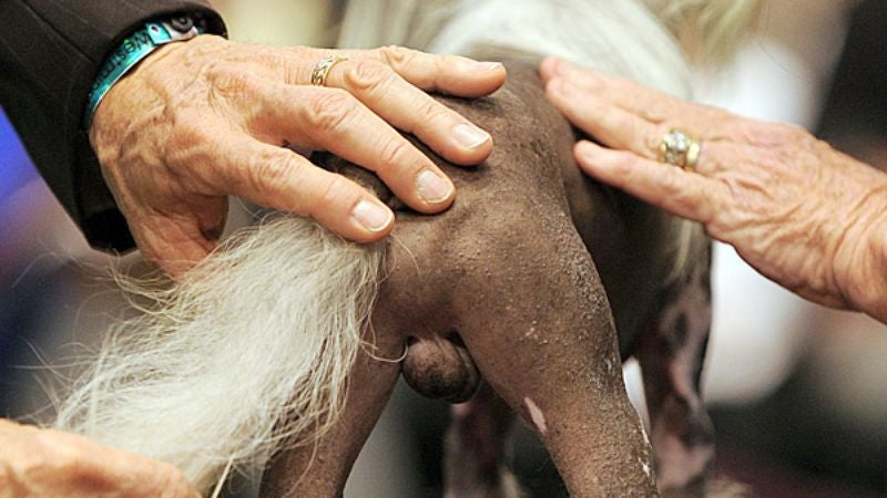 Chinese Crested Dog's Beautifully Descended Testicles Bring Divided Nation Together