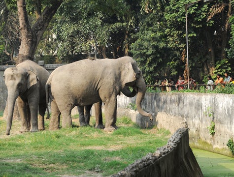 Exhibitionist Zoo Elephants Waiting For Crowd To Gather Before Screwing