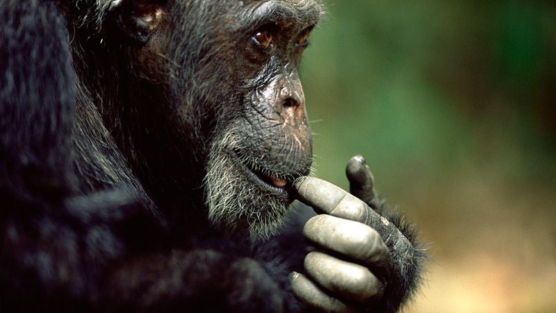 Chimp In Cocaine Study Starts Lying To Friends