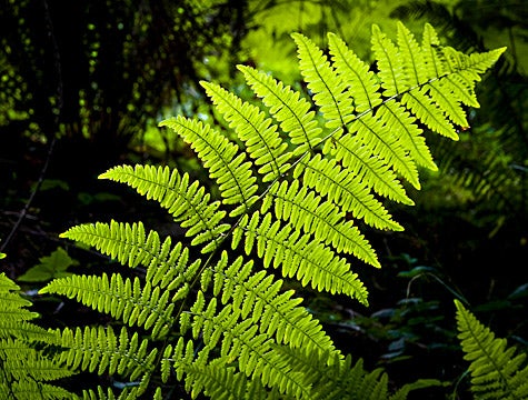 Sierra Club Withdraws Support Of Controversial Fern