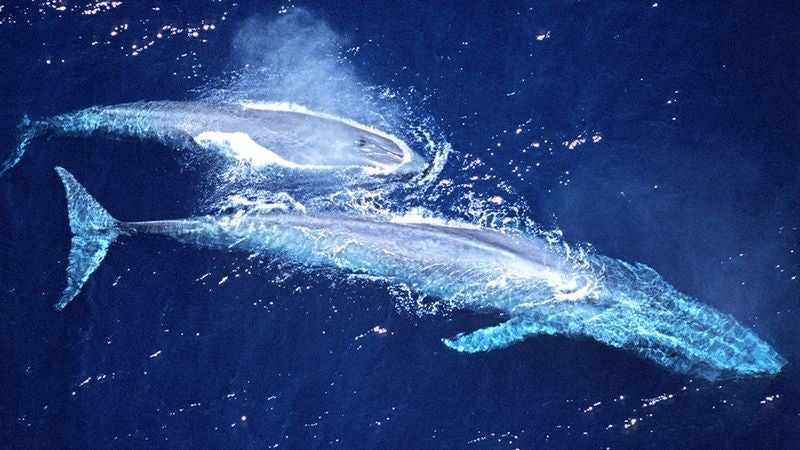 Suffering Blue Whales Plead With Environmentalists To Let Them Go Extinct Already