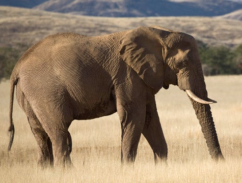 Sudanese Elephant Trying To Forget