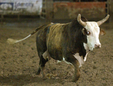 4 Dead, 12 Injured As Bull Wins Rodeo