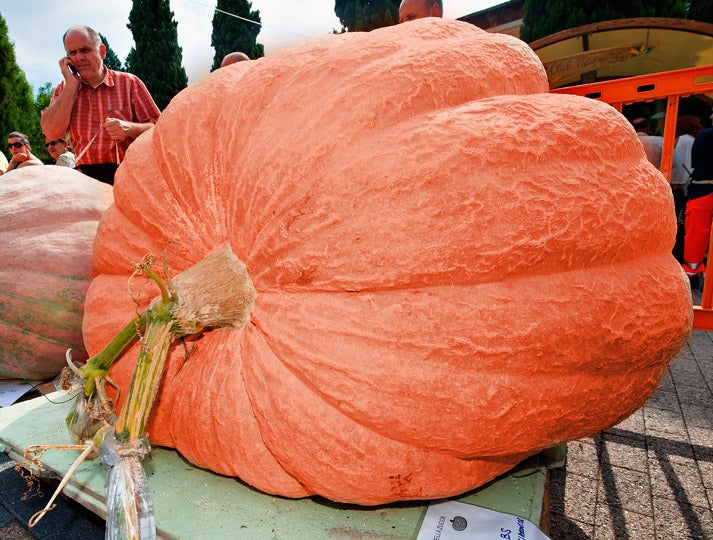 Morbidly Obese Pumpkin Wins Contest