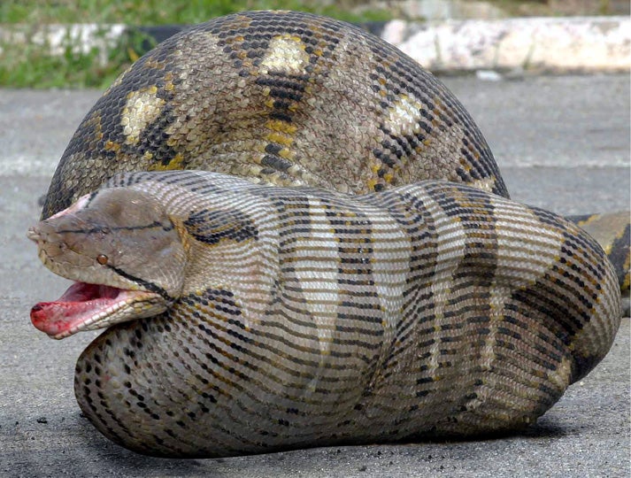 Burmese Python Just As Freaked Out That It’s Swallowing Entire Toddler