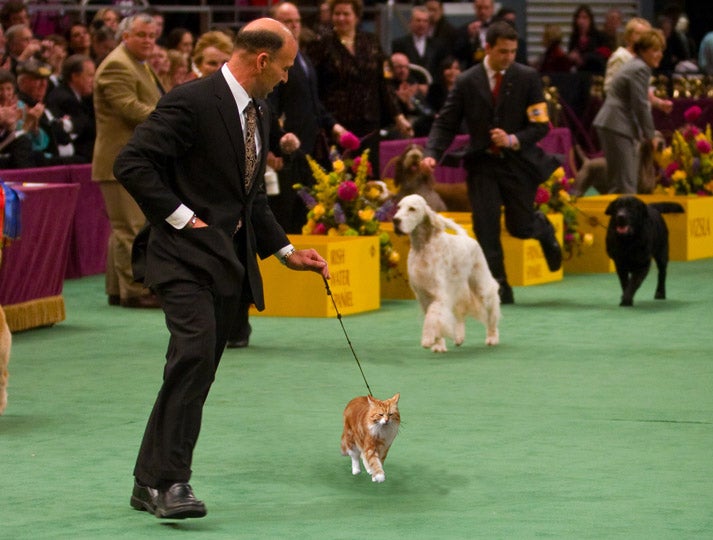 Inspiring Cat Overcomes Prejudice To Win Westminster Dog Show