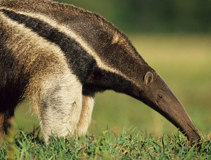 Anteater To Lay Off The Fire Ants For Awhile