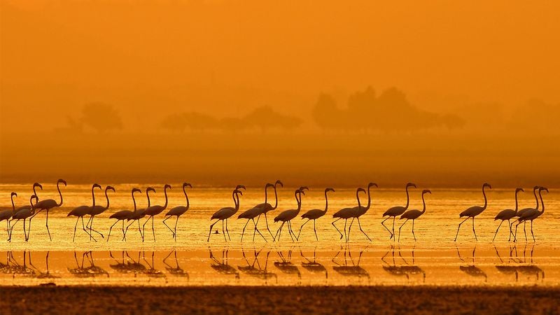 'Planet Earth' PA Still Trying To Get Release Forms From Every Bird In Serengeti