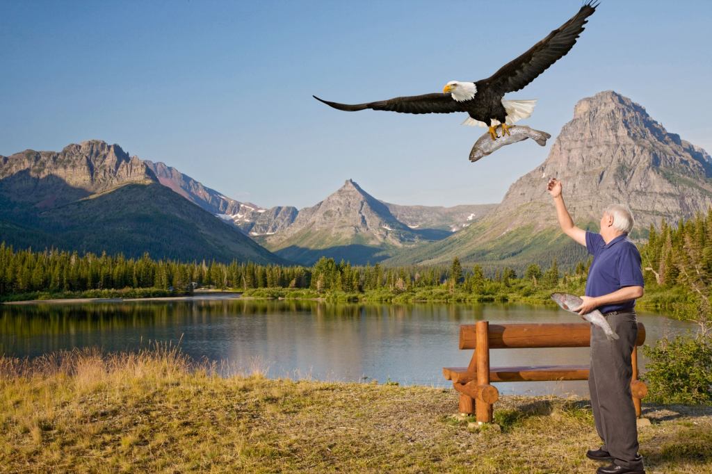 Elderly Man Spends Quiet Afternoon In National Park Feeding Trout To Eagles