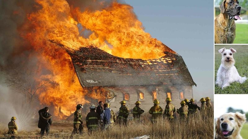 Fire Consumes Big Happy Farm Where Families Send Sick Dogs To Run Free And Play