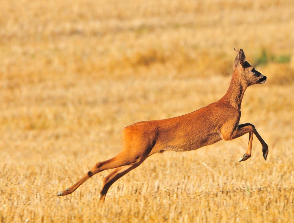 Frolicking Deer Actually Being Driven Mad By Ticks