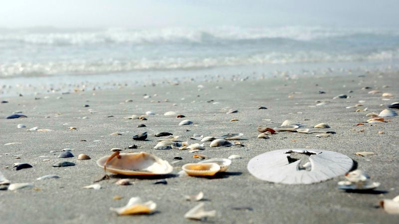 Report: All The Good Seashells Taken