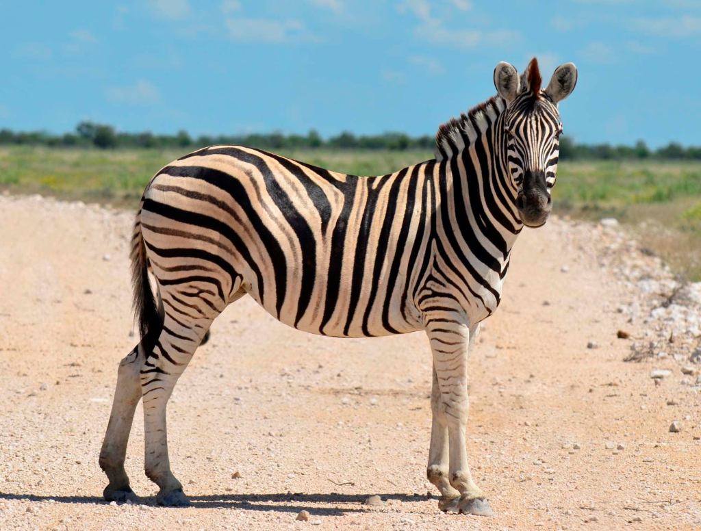 Teen Zebra Doesn't Give A Shit How Much You Honk, He's Not Getting Out Of Road 