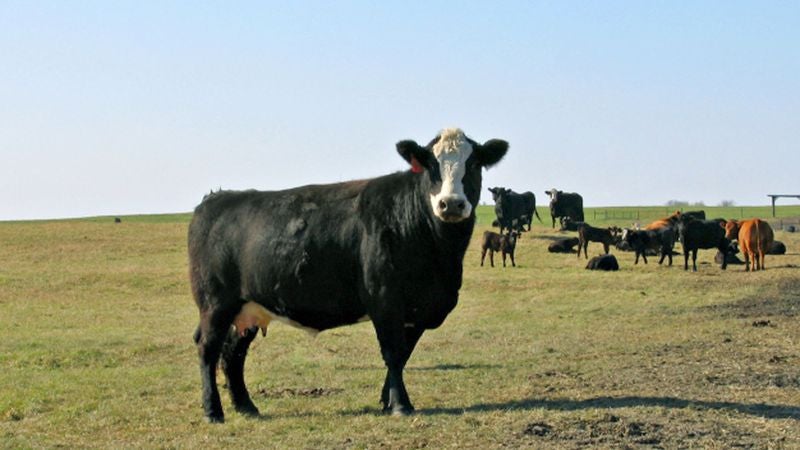 Study: Red Meat Takes Years Off Of Cow's Life