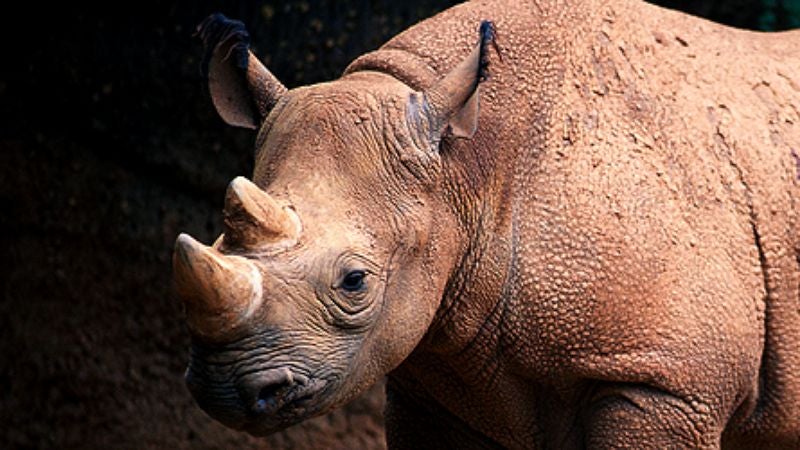 Southern White Rhinoceros