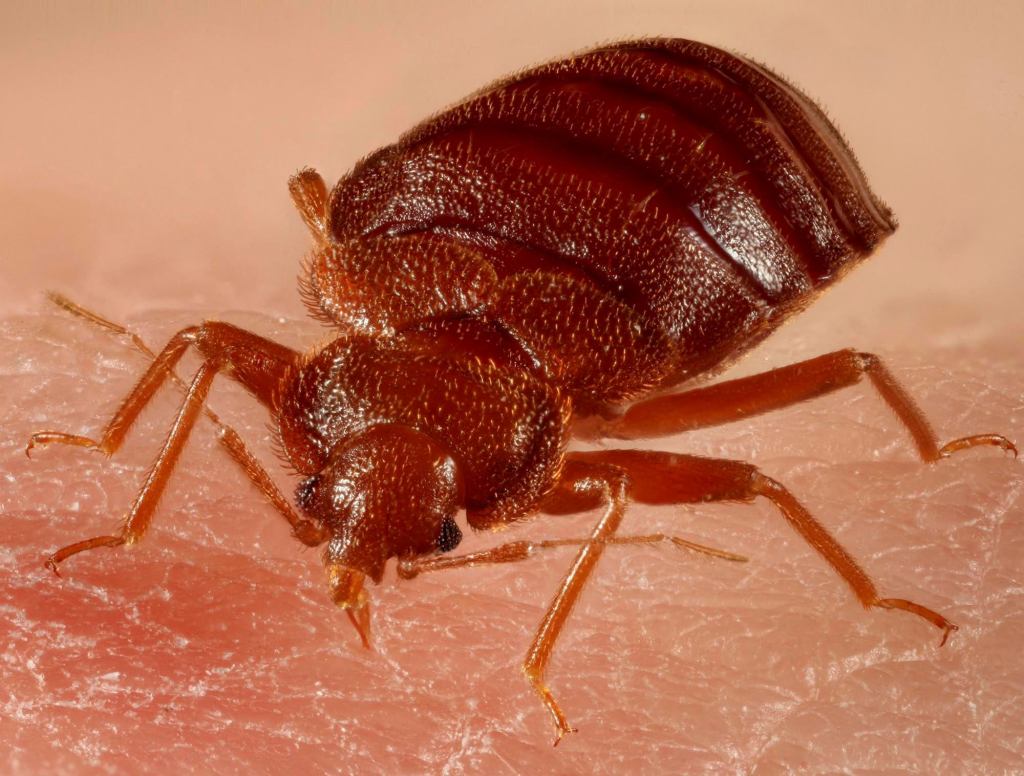 Bed Bug Feels Bad For Area Man, But A Bug's Got To Eat