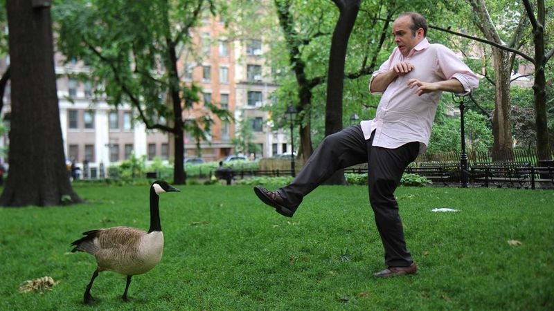 Sad Sack Bullied By Area Goose