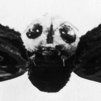 Mothra