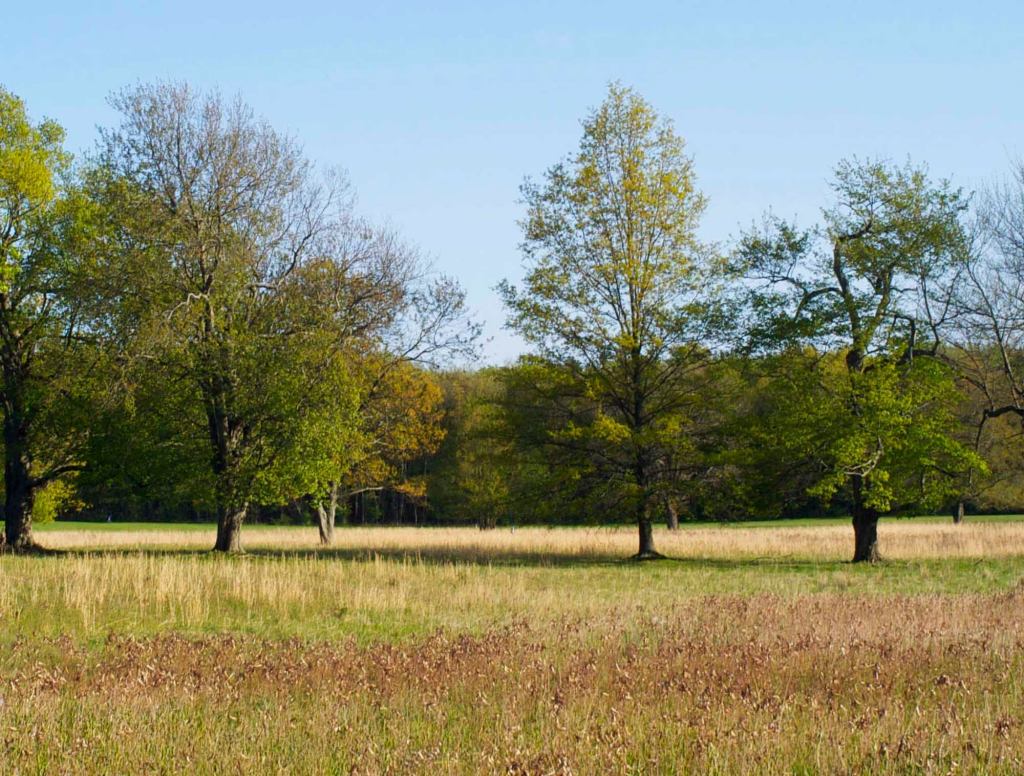 Botanists Discover Trees Are All Slowly Trying To Strangle Each Other