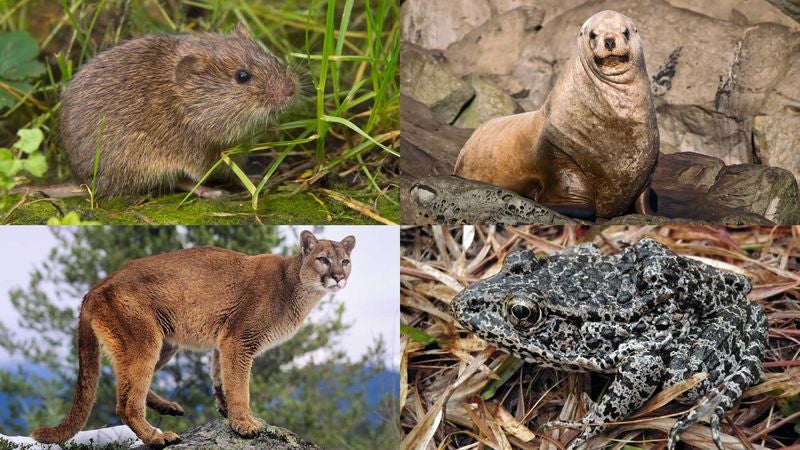 Endangered Wildlife To Be Given New Identities In Species Protection Program