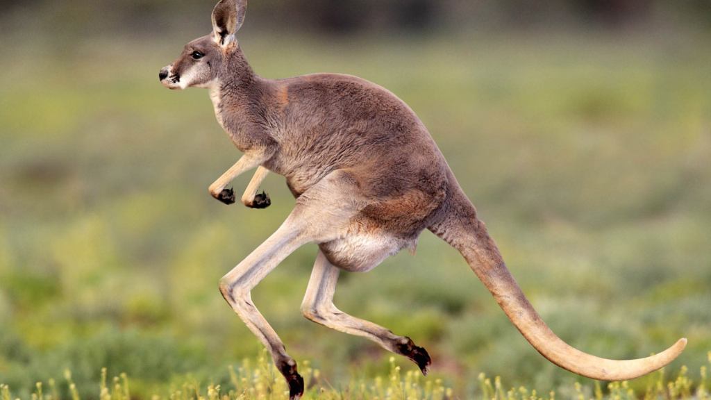 Kangaroo Decides He'll Get There Faster By Just Running