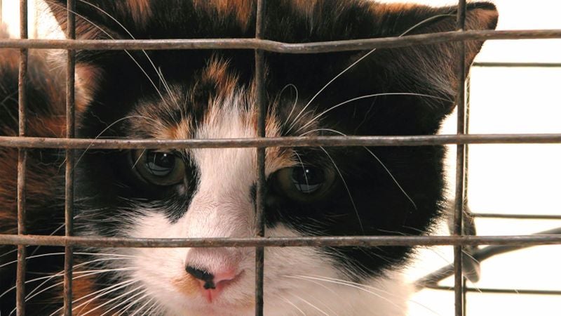 Humane Society Volunteer Spends Whole Adoption Meeting Trying To Sell Family On Sicker Cat