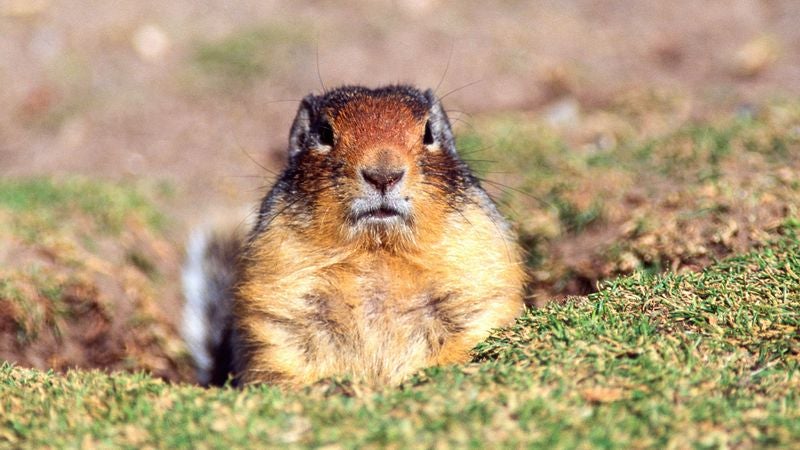 Department Of Interior Bilked Out Of $18 Million In Funding By Con Gopher