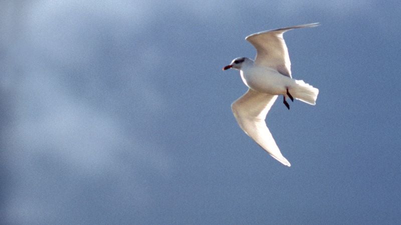 Seagull With Diarrhea Barely Makes It To Crowded Beach In Time