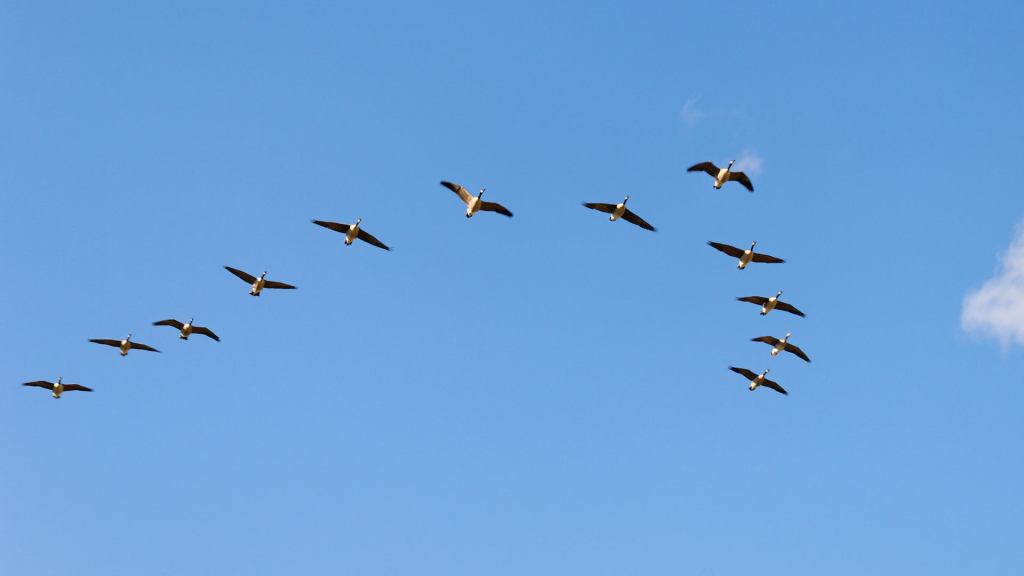 Flock Of Suicidal Geese Drinking Up The Courage To Down Jetliner