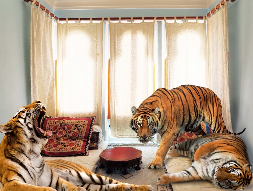 Bengal Tigers’ Habitat Down To Studio Apartment In Jaipur, India