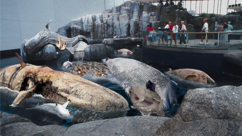 Aquarium Unveils 'Floating Carcasses Of The Pacific' Exhibit