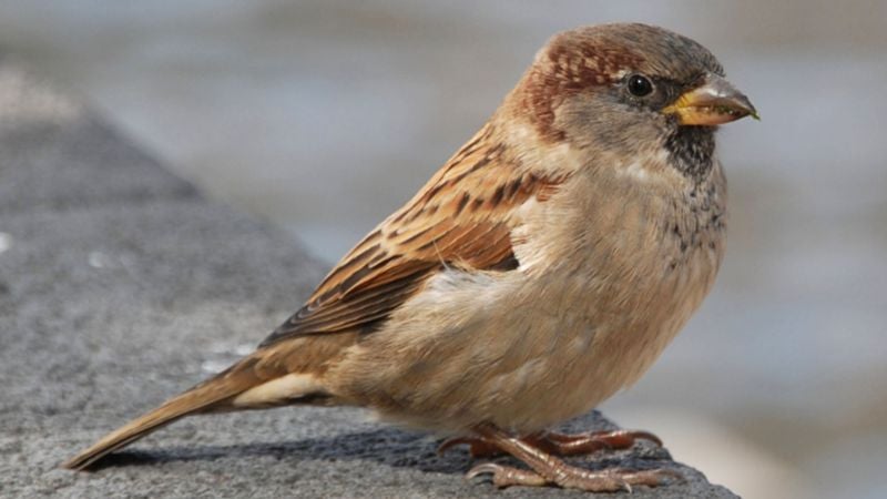 Sparrow Thinks It Might Have Caught Bird Flu After Puking Seeds All Morning