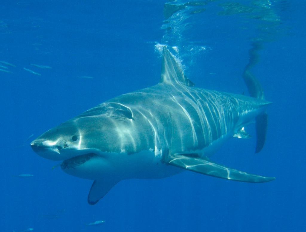 Exasperated Shark Can’t Believe It Traveled 3 Miles For Single Drop Of Blood