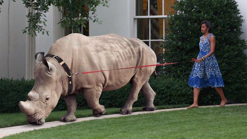 Michelle Obama Seen Outside Walking Family Rhinoceros