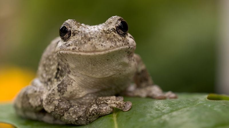 Researchers Discover Female Frogs Prefer Mate Who Knows Way Around The Cloaca