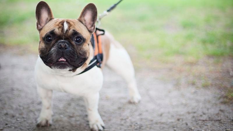 Masochist Dog Enjoys Being Walked Around On Leash While Naked