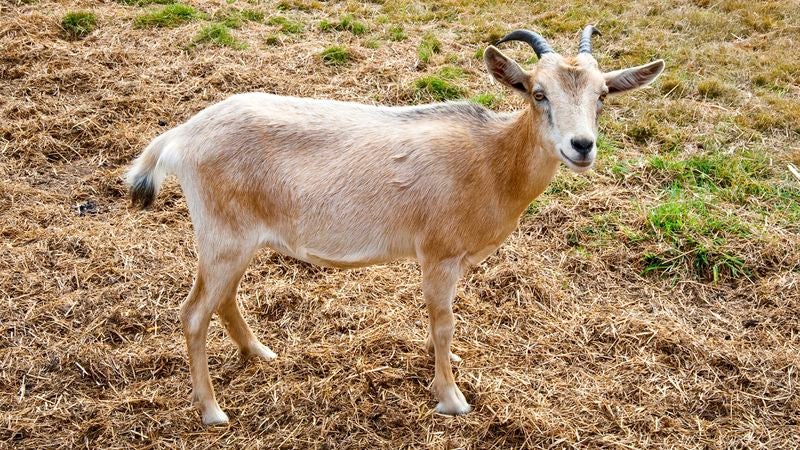 Department Of Agriculture Locates Perfect Goat