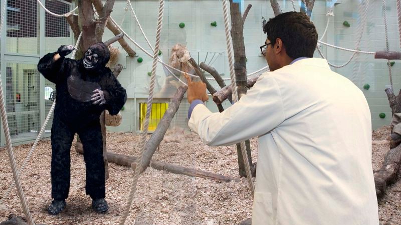 Scientists Teach Sign Language To Gorilla-Suit-Wearing Man