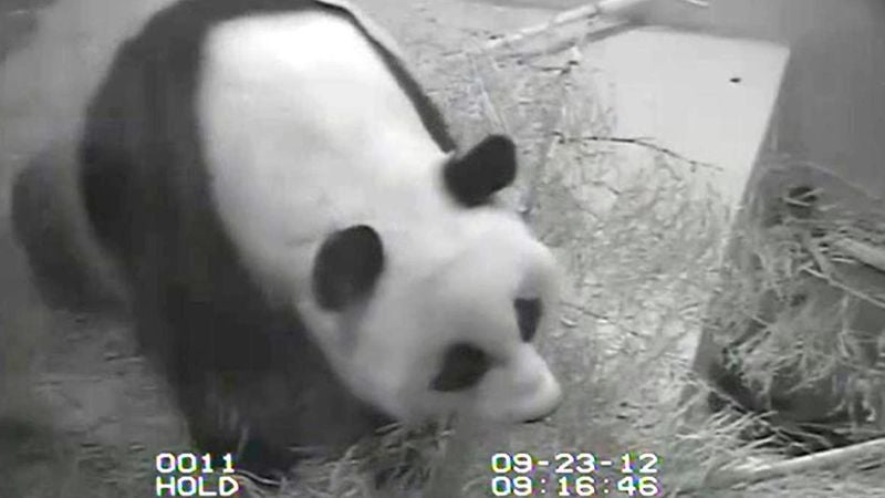 Government Shutdown Forces National Zoo To Turn Off Panda Suicide Cam