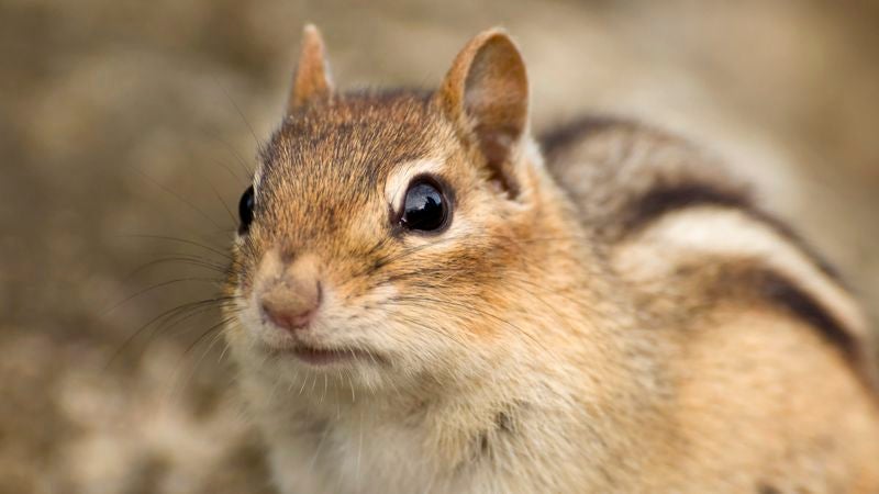 Chipmunk’s Plan For Future Better Crafted Than That Of 8 Out Of 10 Americans