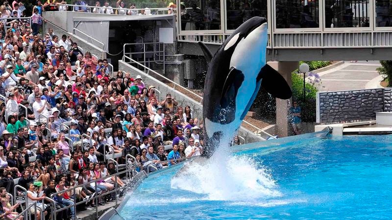 New Documentary Reveals SeaWorld Forced Orca Whales To Perform Nude