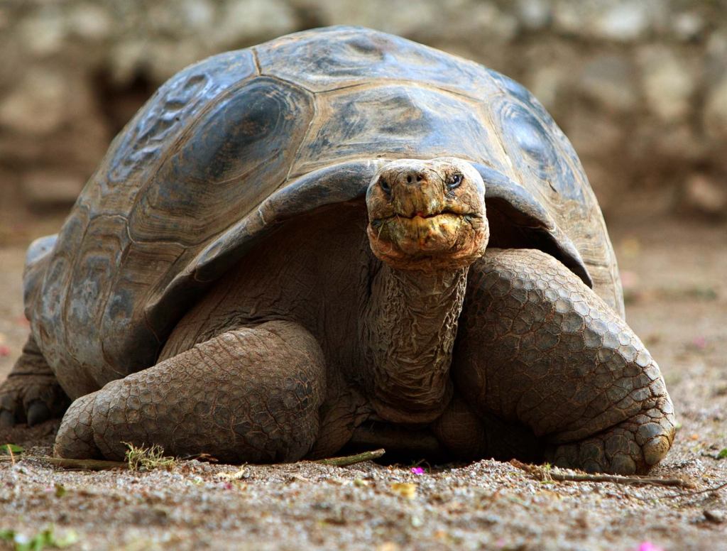 Last Civil War Tortoise Dies