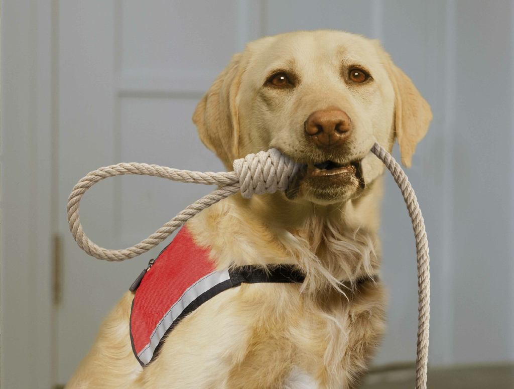 New Program Provides Depressed Americans With Suicide Assistance Dogs