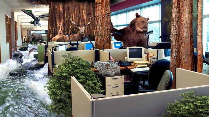 Renovations Force Yosemite National Park To Temporarily Relocate To Sacramento Office Space