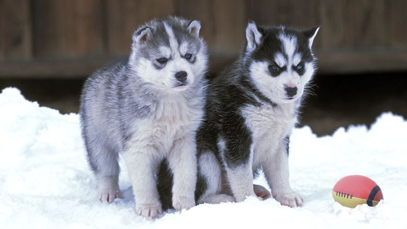 Huskies Unstoppable During Cold-Weather Puppy Bowl