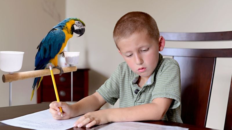 Study: More Children Growing Up In Single-Parrot Households