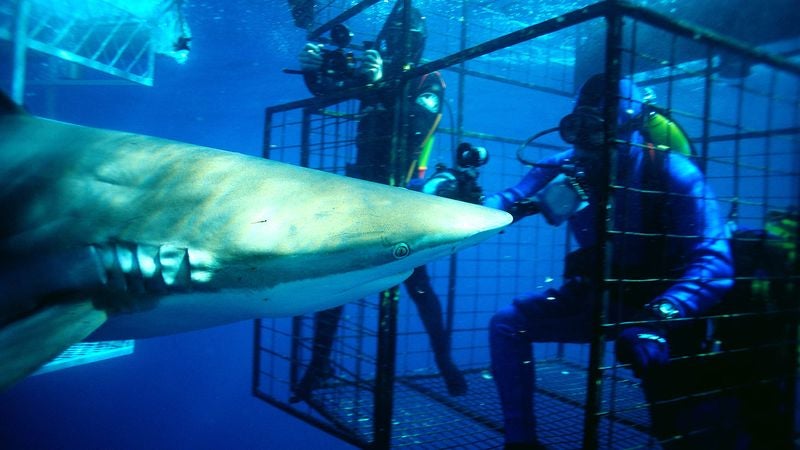 Nation’s Shark Experts: ‘You Could’ve Had This Job’