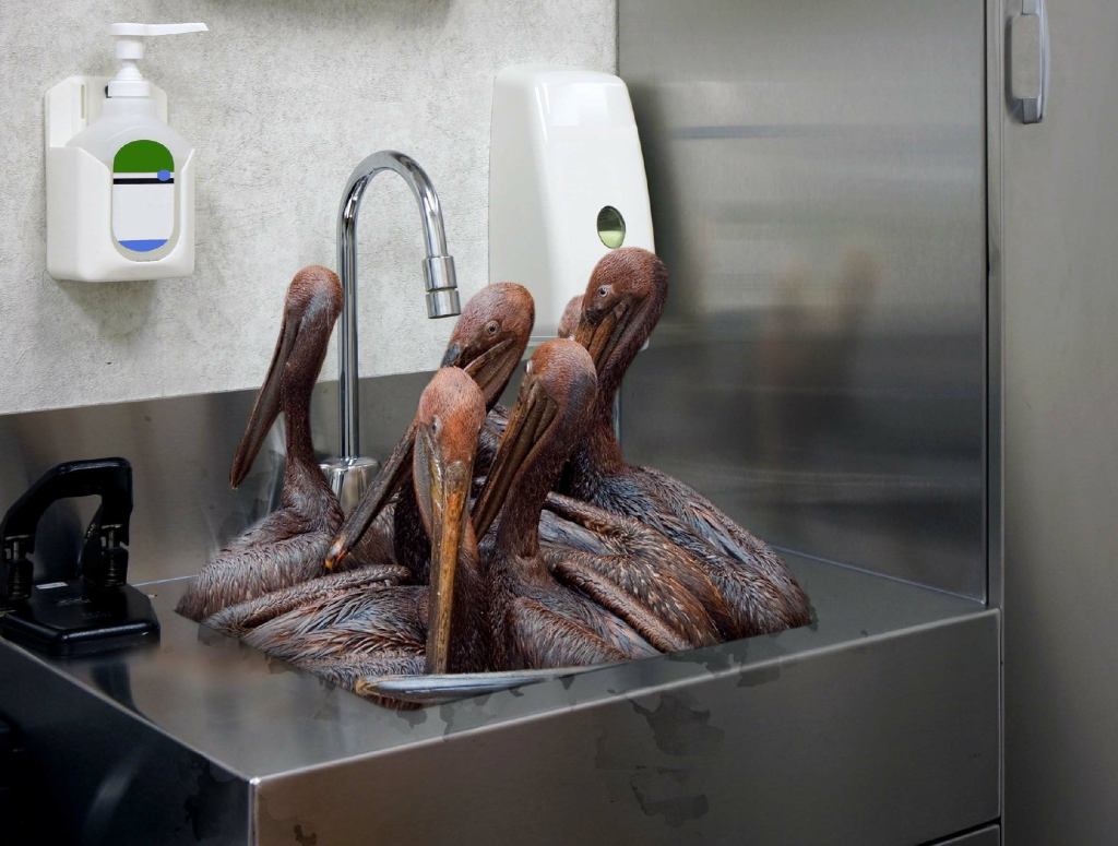 Lazy Wildlife Rescuer Lets Oily Pelicans Pile Up In Sink For 5 Days