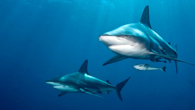 Study Finds Majority Of Non-Shark-Related Fears Completely Unjustified