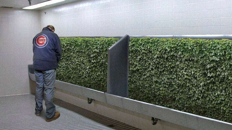 Wrigley Field Removes Iconic Ivy From Urinal Troughs